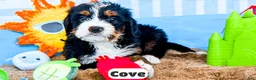 Bernedoodle dogs for sale: Cove - Ad 13