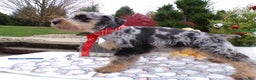 Schnoodle dogs for sale: Schnoodle Puppy 3 Leon - Ad 4