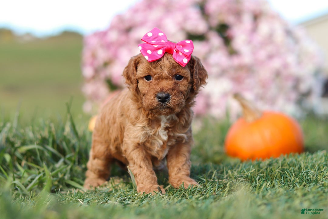 Cavapoo dogs for sale: Bella - Ad 4