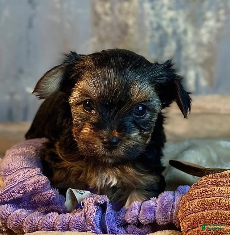 Yorkshire Terrier dogs Mora - Ad 20