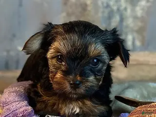 Yorkshire Terrier dogs Mora - Ad 20