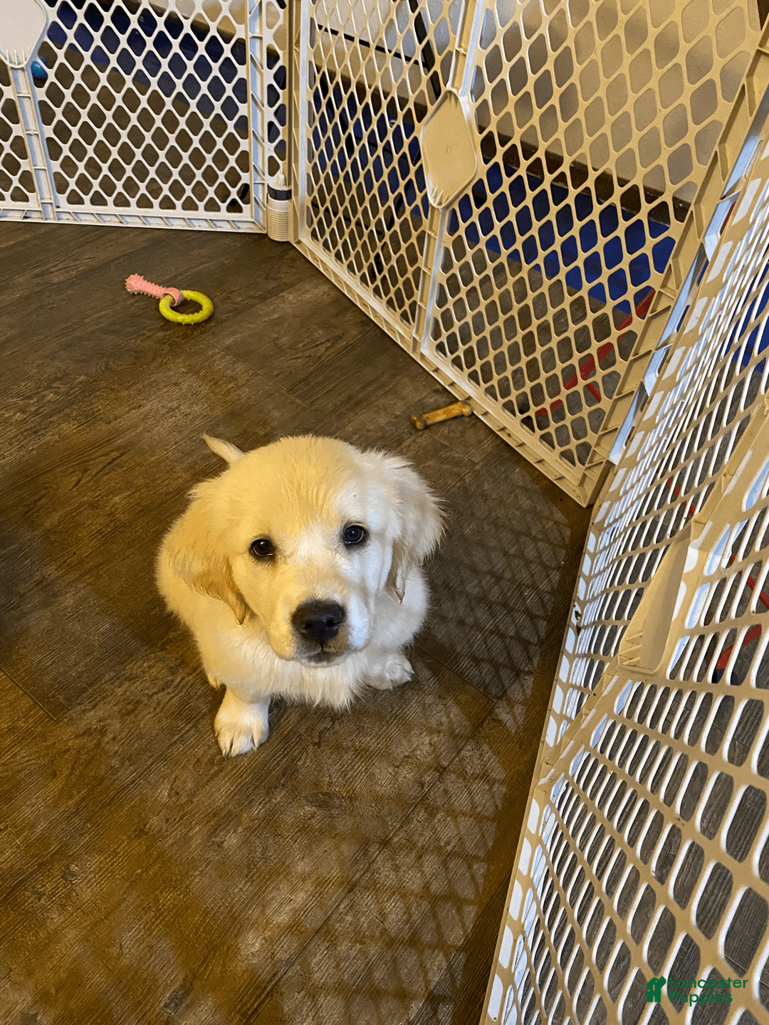 Golden Retriever dogs for sale: AKC Golden Retriever Puppy 2 - Ad 1