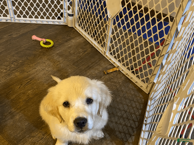 Golden Retriever dogs for sale: AKC Golden Retriever Puppy 2 - Ad 2