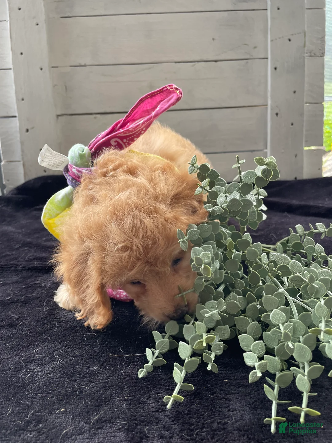 Cockapoo dogs for sale: Lady  - Ad 10
