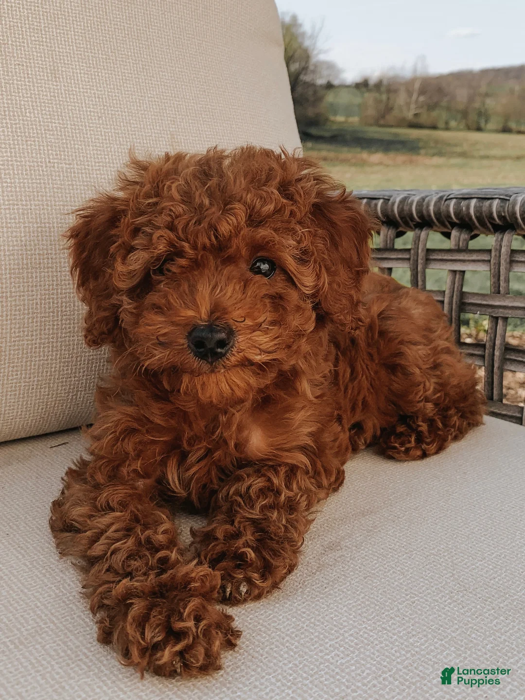 Toy Poodle dogs for sale: Toy Poodle Puppy 1 - Ad 2