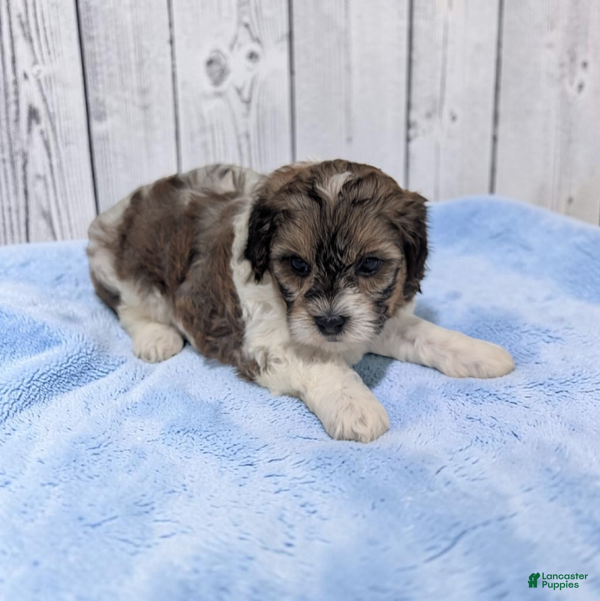 Shihpoo dogs Theo - Ad 1
