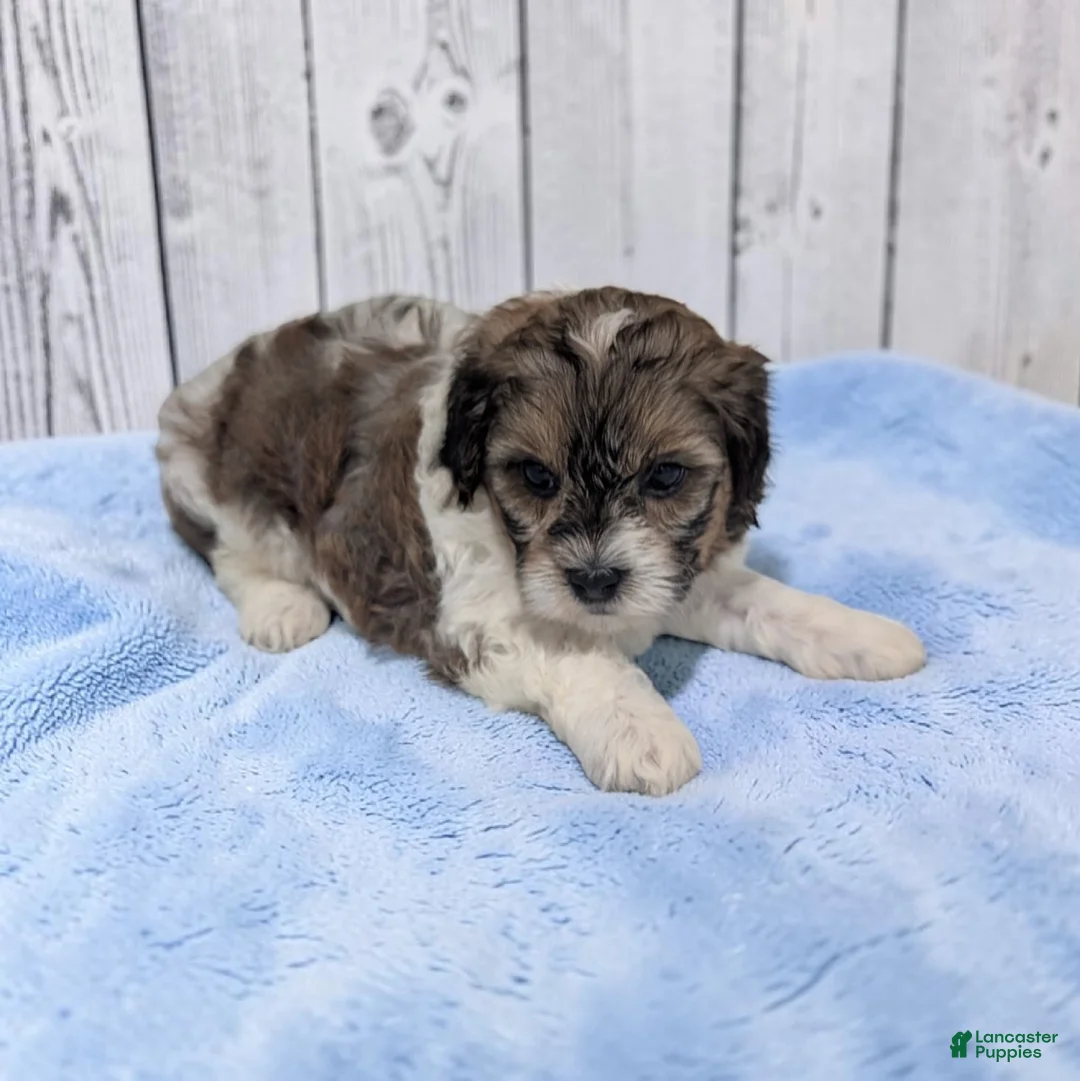 Shihpoo dogs for sale: Theo - Ad 1