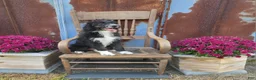 Mini Aussiedoodle dogs for sale: F1 Kiwi - Ad 4