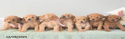 Mini Goldendoodle dogs for sale: Beni - Ad 5