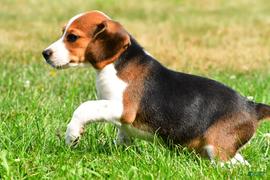 Beagle dogs for sale: Milo - Ad 11