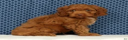 Cockapoo dogs for sale: Barney - Ad 3
