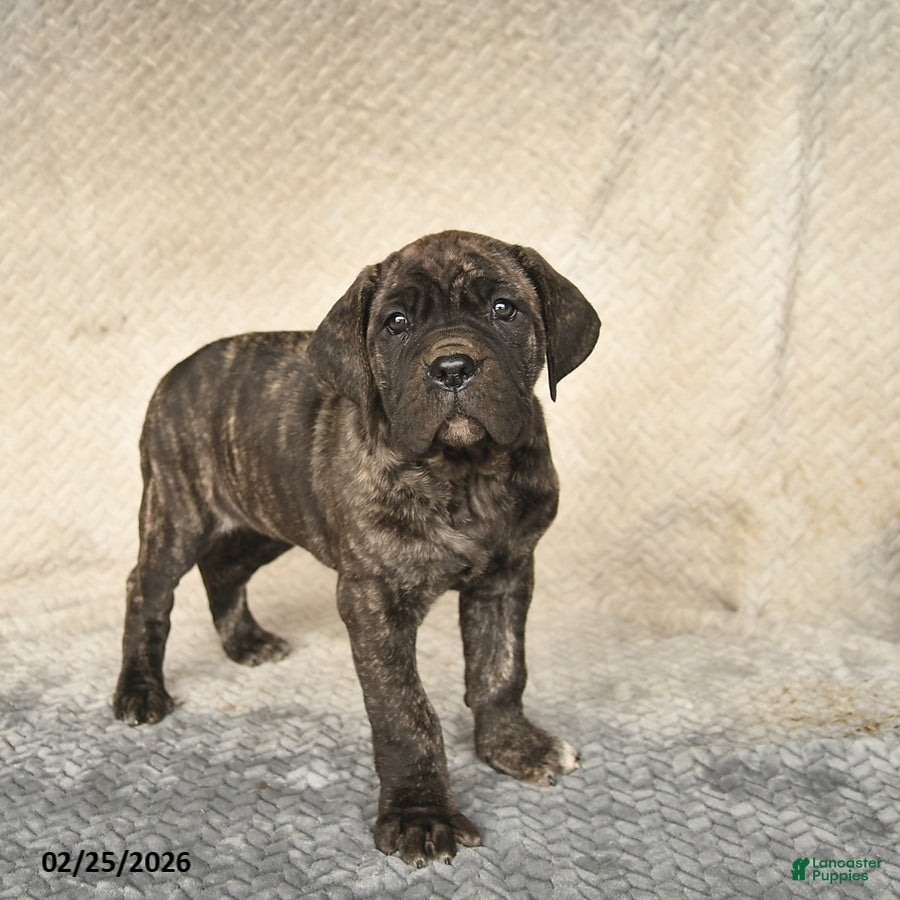 Cane Corso dogs Vivian  - Ad 1
