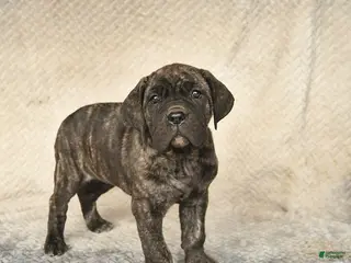 Cane Corso dogs for sale: Vivian - Ad 4