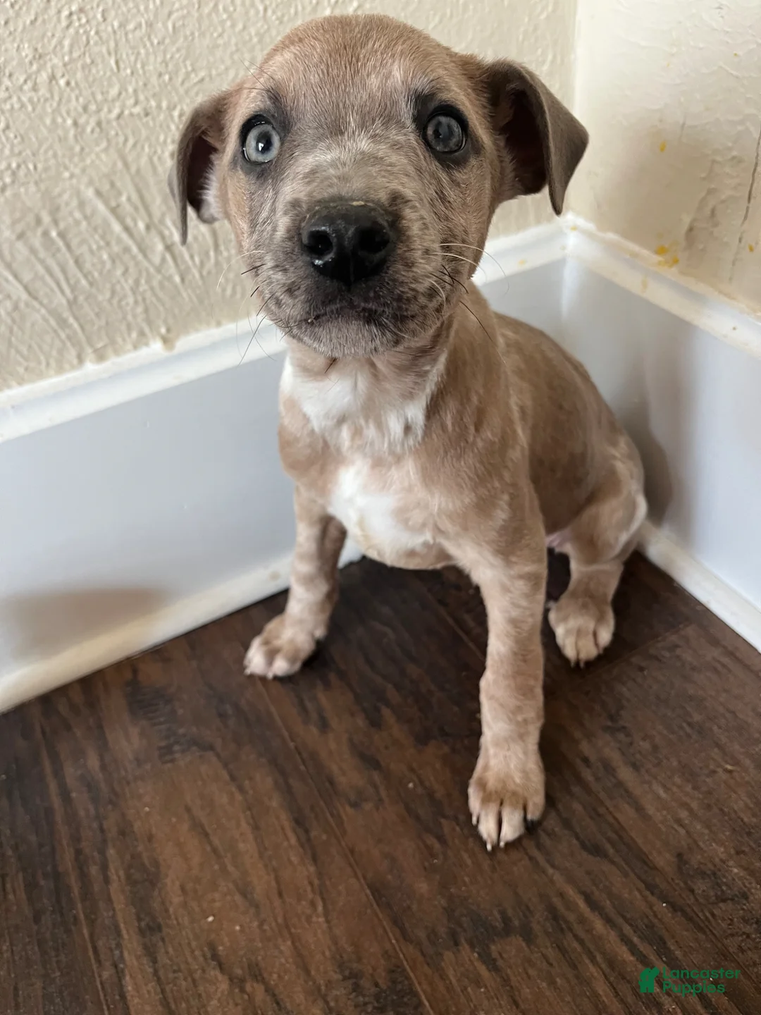 Mixed Breed dogs for sale: Abby - Ad 2