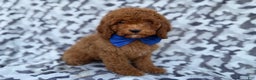 Cockapoo dogs for sale: Stocking - Ad 4