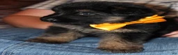 German Shepherd dogs for sale: Carla, yellow collar - Ad 8