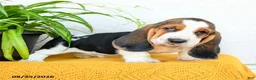 Basset Hound dogs for sale: Deacon - Ad 5