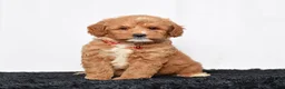 Mini Goldendoodle dogs for sale: Mr. Lionel - Ad 6