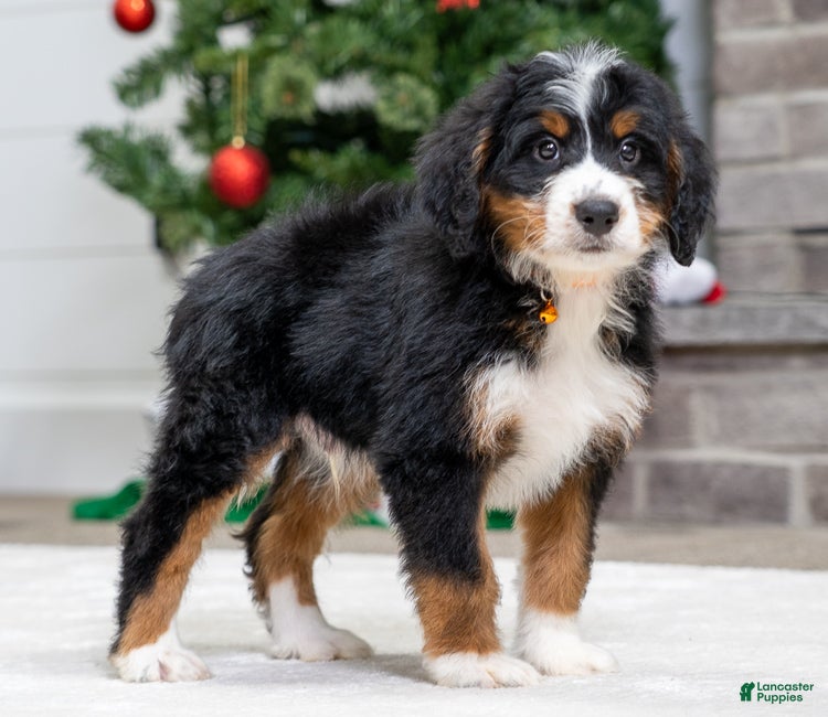 Mini Bernedoodle dogs Ash - Ad 42