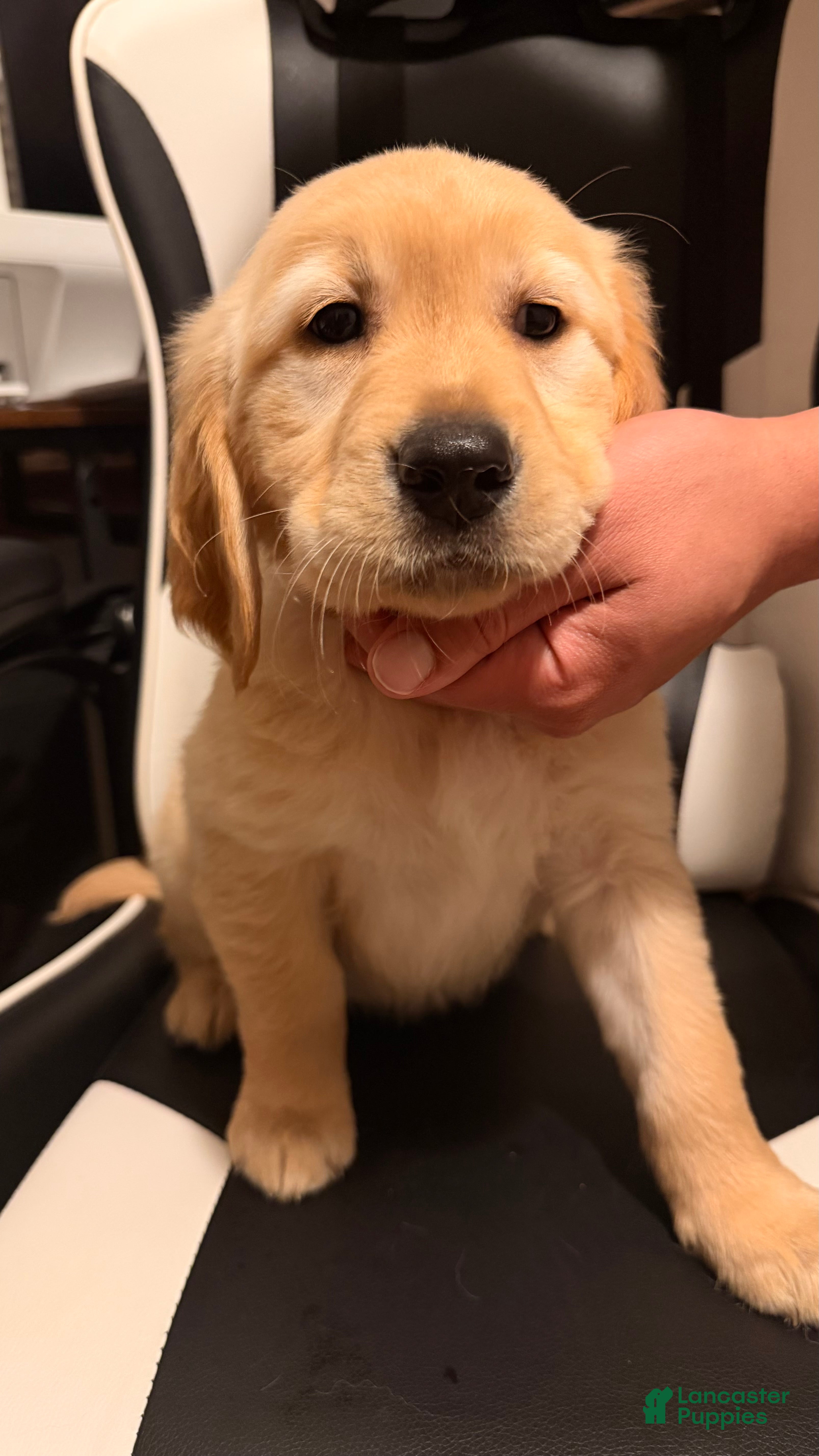 Golden Retriever dogs Orange  - Ad 1