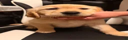 Golden Retriever dogs for sale: Orange  - Ad 1