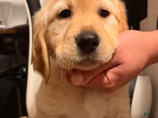 Golden Retriever dogs Orange - Ad 1