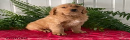 Golden Retriever dogs for sale: Fido - Ad 2