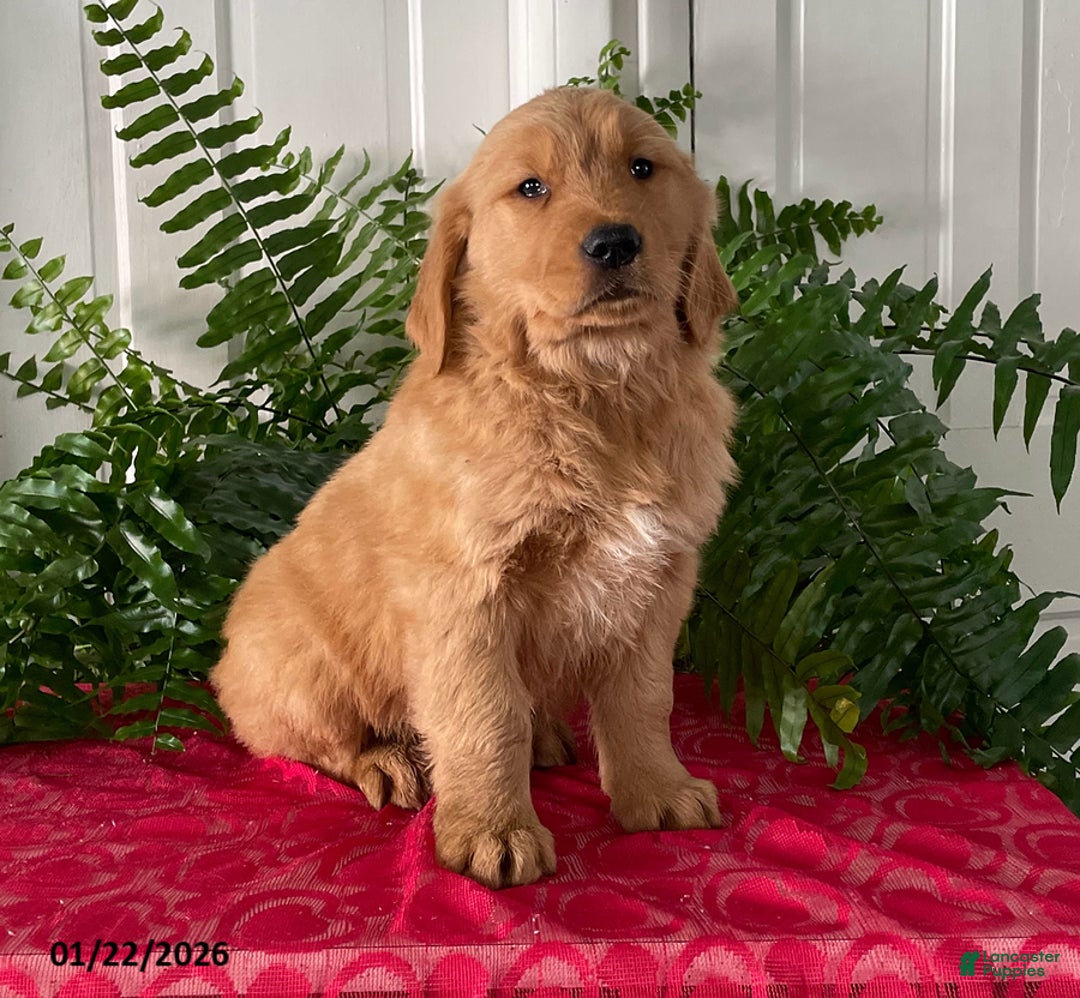 Golden Retriever dogs for sale: Fido - Ad 2