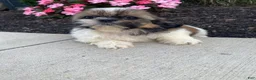 Shih Tzu dogs for sale: Sadie - Ad 11
