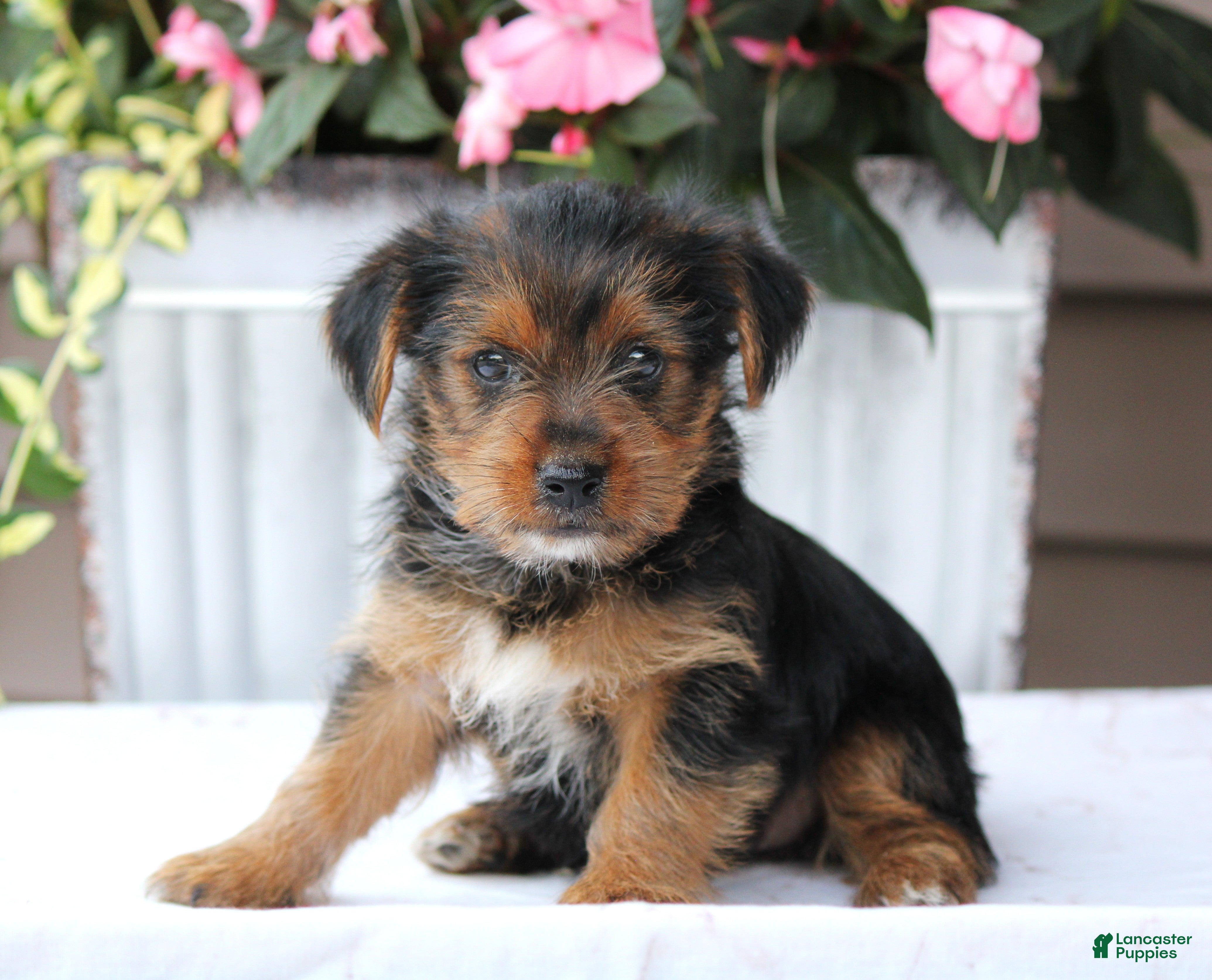 Yorkshire Terrier dogs Ellie - Ad 1