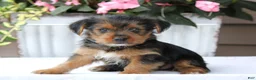 Yorkshire Terrier dogs for sale: Ellie - Ad 1
