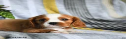Cavalier King Charles Spaniel dogs for sale: Jason - Ad 4