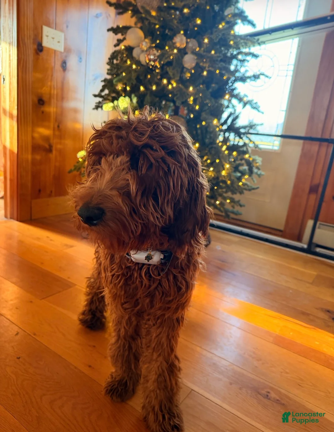 Irish Doodle dogs for sale: Irish Doodle Puppy 1 - Ad 2