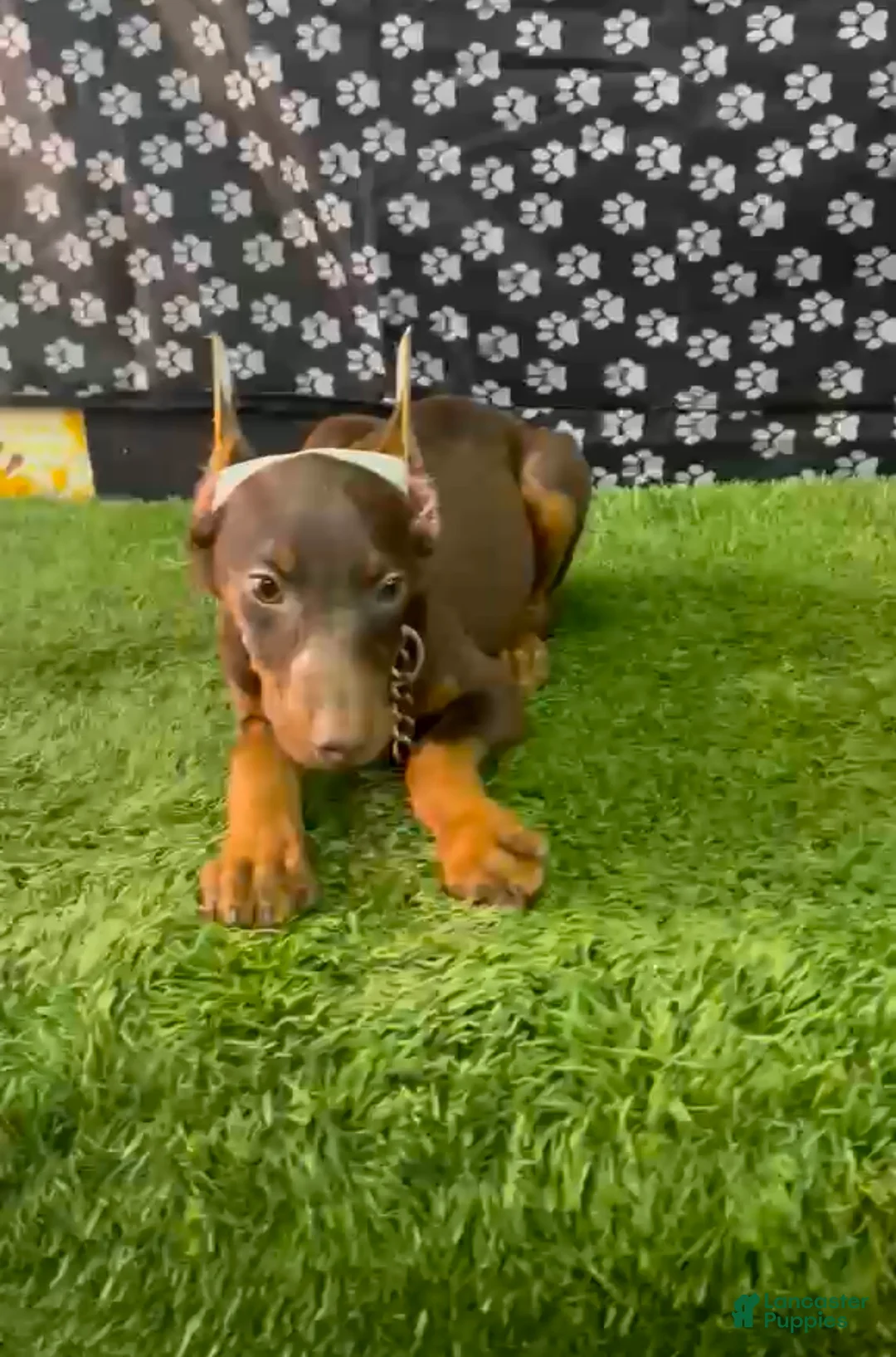 Doberman Pinscher dogs for sale: Doberman Pinscher Puppy 1 - Ad 1