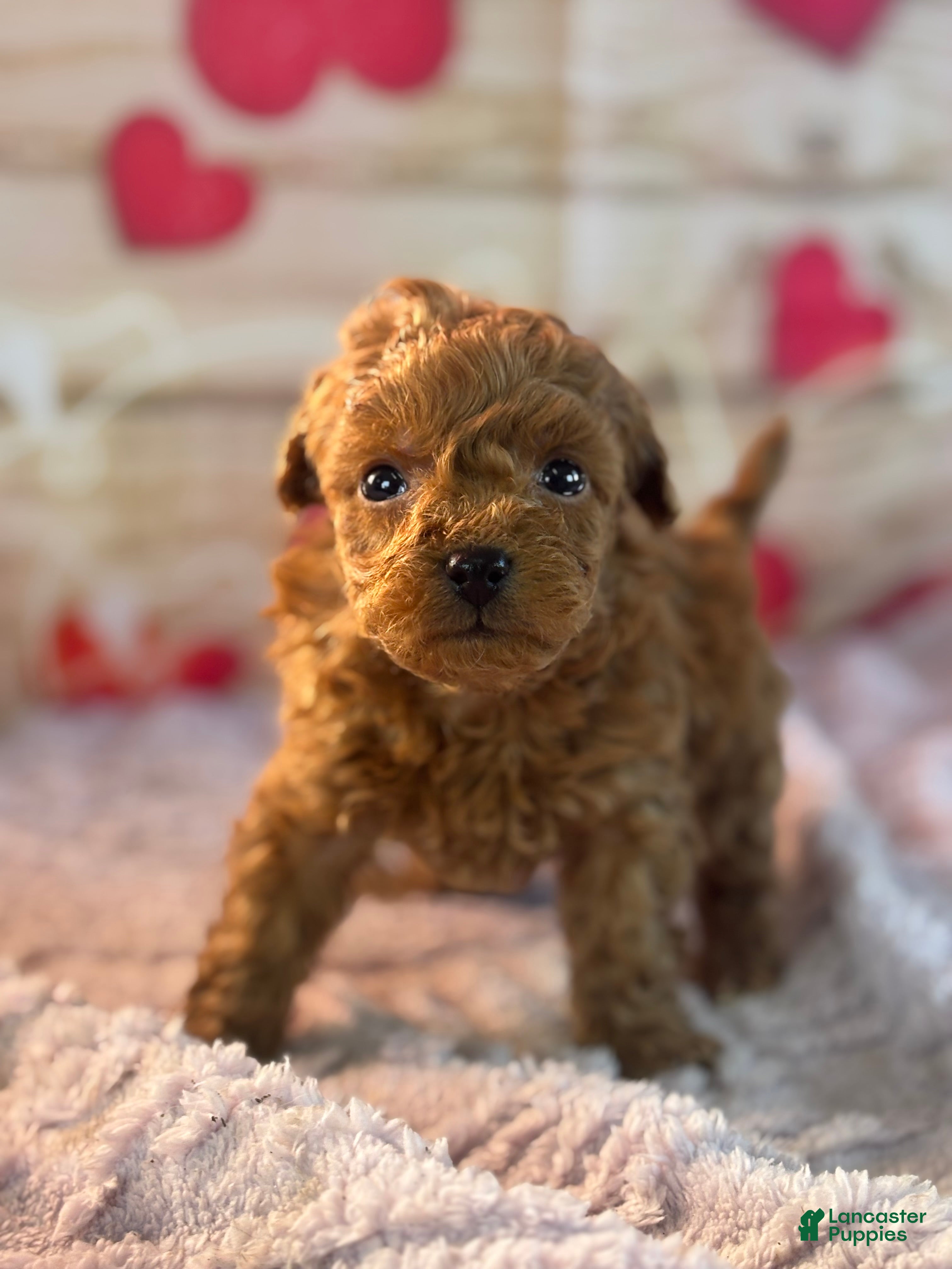 Goldendoodle dogs Fiona - Ad 1