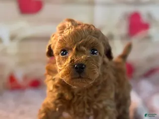 Goldendoodle dogs for sale: Fiona - Ad 2