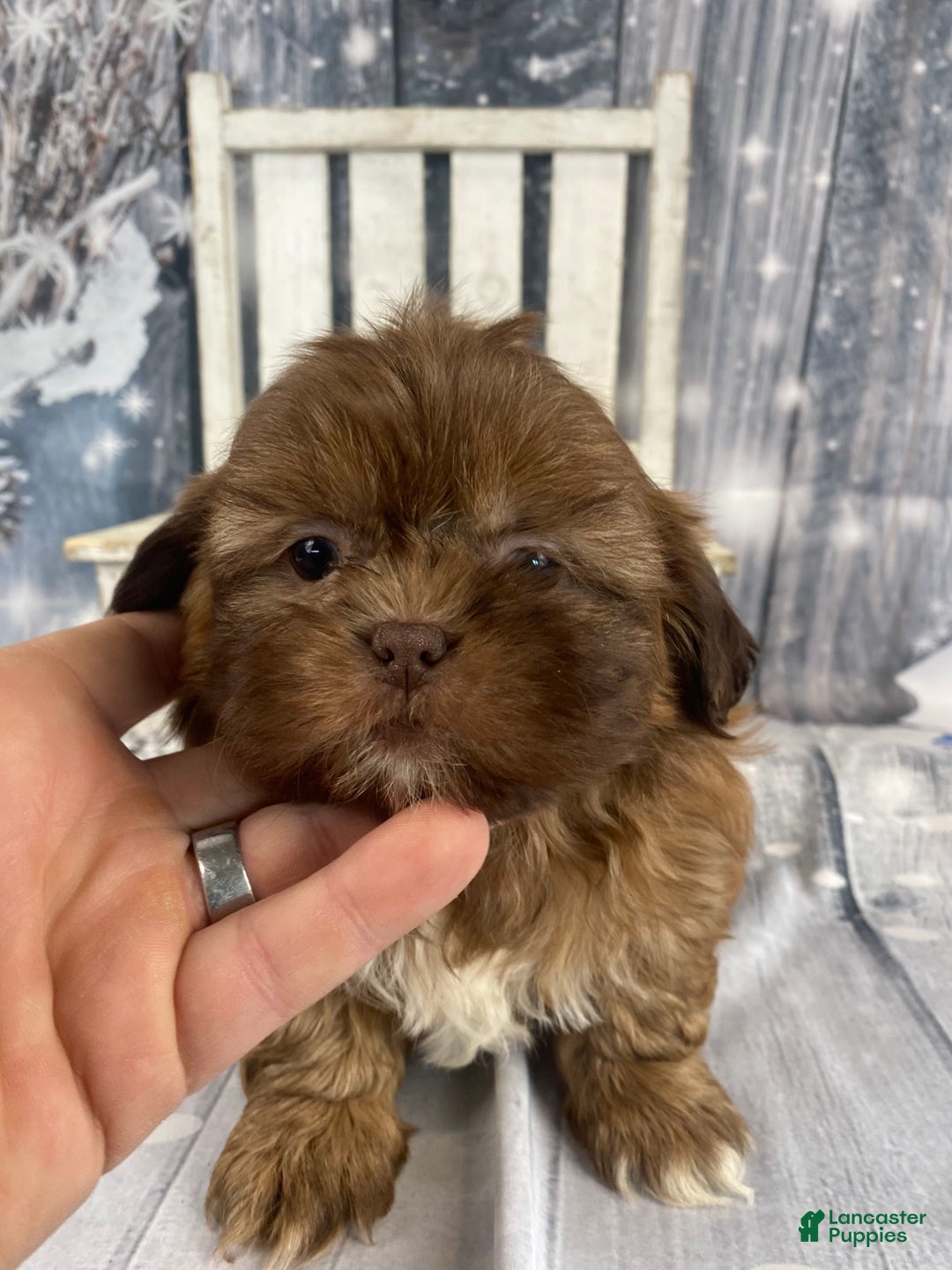 Shih Tzu dogs for sale: Pippin - Ad 10