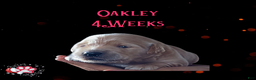 Golden Retriever dogs for sale: Oakley Golden Retriever, Male - Ad 8