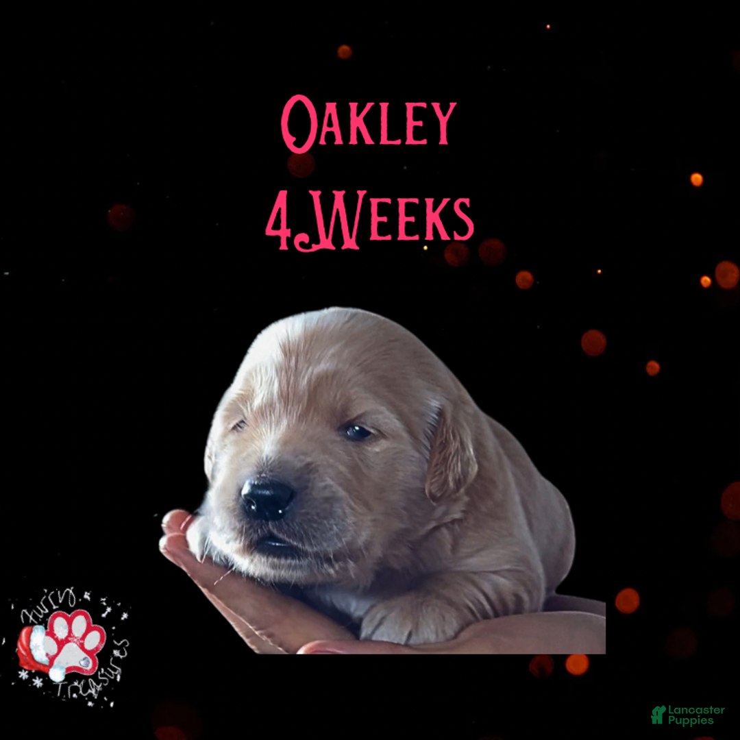 Golden Retriever dogs for sale: Oakley Golden Retriever, Male - Ad 8