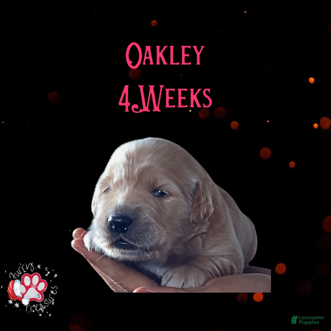 Golden Retriever dogs for sale: Oakley, Golden Retriever, Male - Ad 19