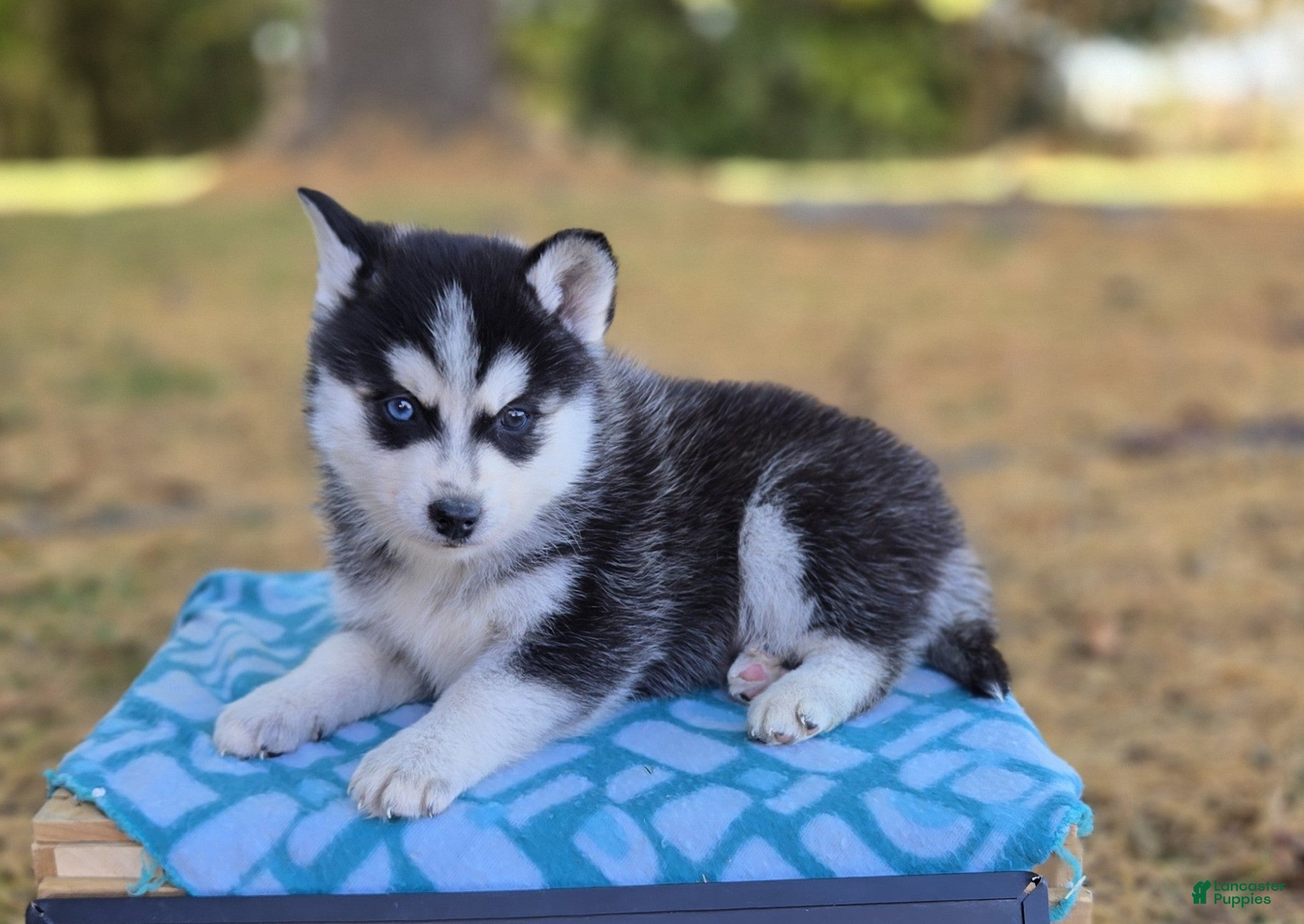 Pomsky dogs Sailor - Ad 27