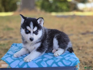 Pomsky dogs Sailor - Ad 30