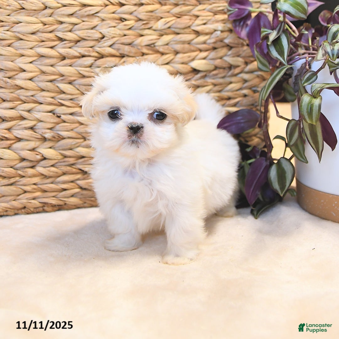 Shih Tzu dogs for sale: Hero - Ad 4