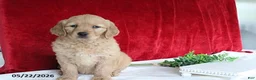 Golden Retriever dogs for sale: Rose   - Ad 1