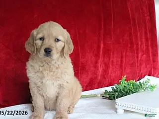 Golden Retriever dogs for sale: Rose - Ad 2