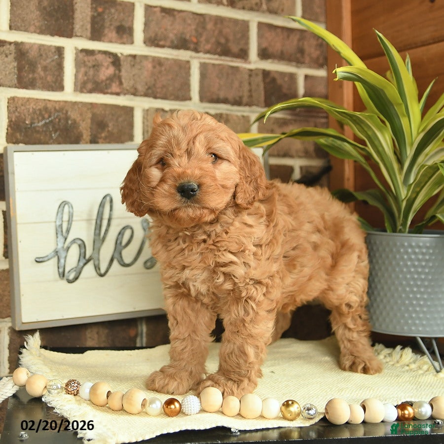 Mixed Breed dogs Olof  - Ad 2