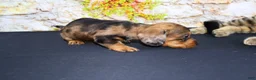 Miniature Dachshund dogs for sale: Horton - Ad 14