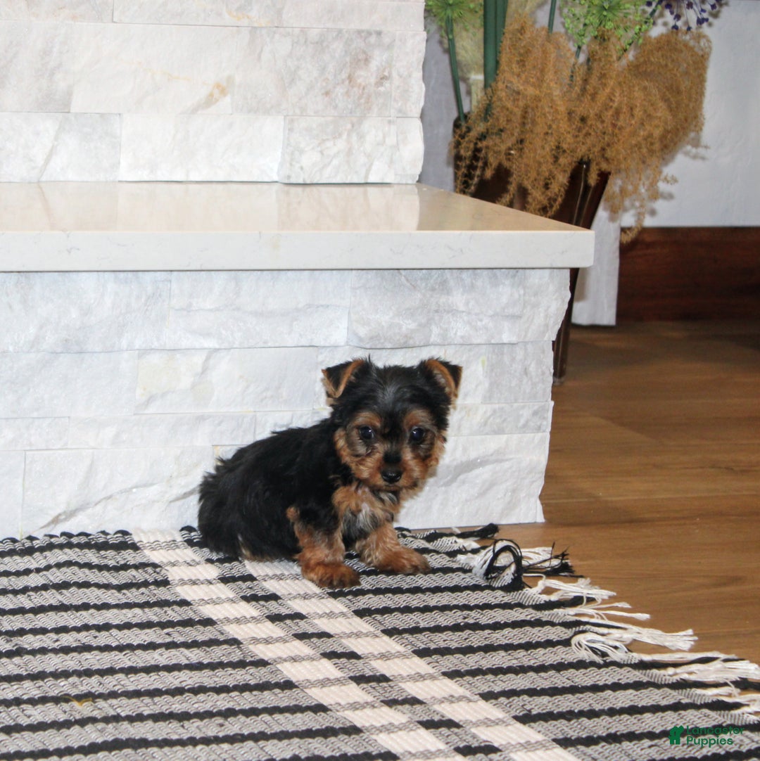 Yorkshire Terrier dogs for sale: Radar - Ad 3