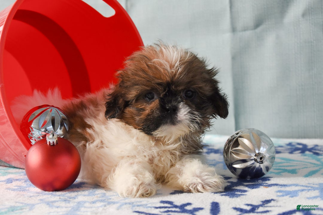 Shih Tzu dogs for sale: Gracie - Ad 3