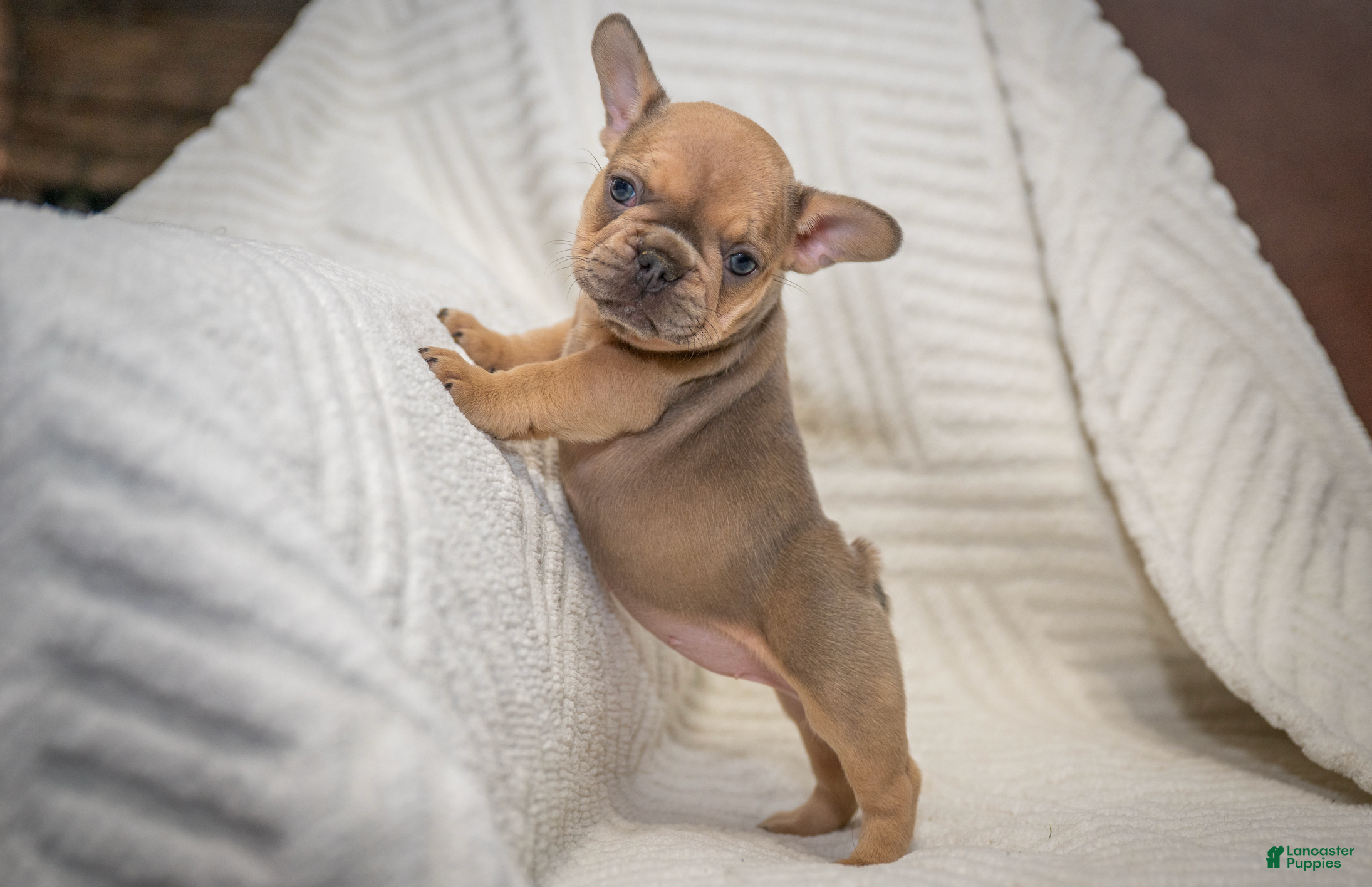 French Bulldog dogs Daisey - Ad 29